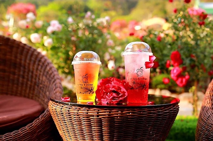 Đánh giá quán trà sữa Q Tea Phan Thiết – Menu Cực Đỉnh, Không Gian “Sống Ảo” Bao Chill
